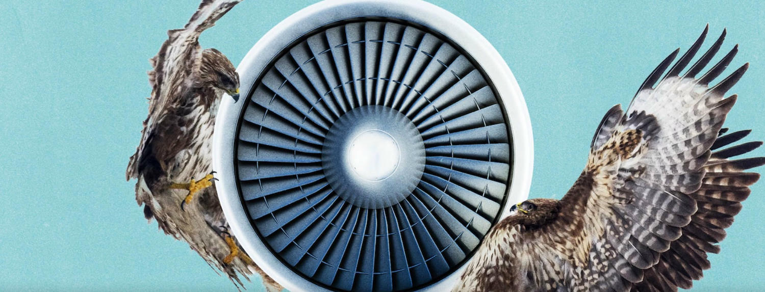 Bird Strikes are a Serious Concern - image 1