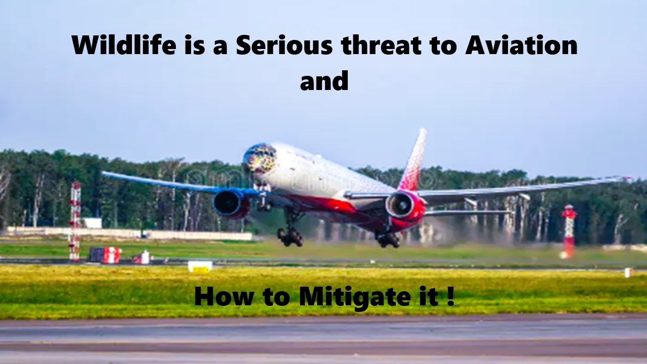Airport Wildlife Management and Engine Safety Measures in India - image 1