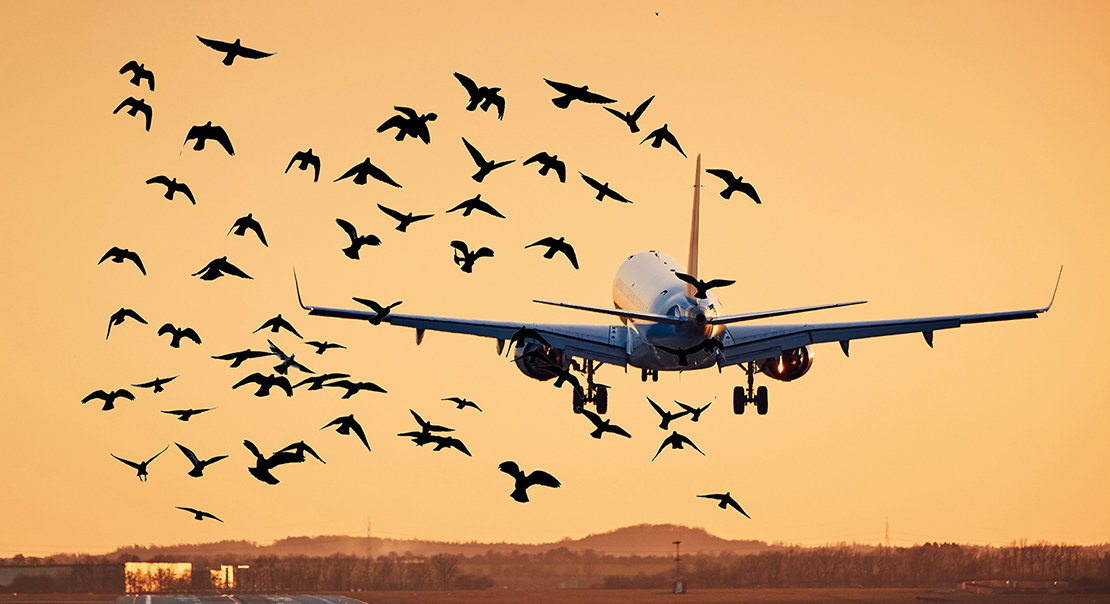 Bird Strikes - image 1